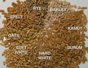 varieties of grain