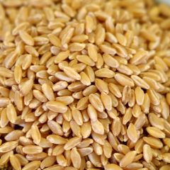 Durum Wheat - A063 - 25 lb. bag