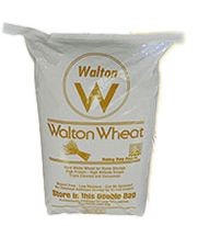 Natural hard white wheat in 50 lbs bag