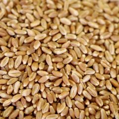 Natural Hard Red Wheat - O006 - 88 oz. #10 can