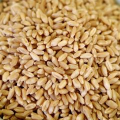 Natural Hard White Wheat - O010 - 36 lb. 5 gal SP