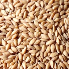 Einkorn Wheat, Case(6) #10 cans