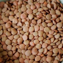 Lentils, Case(6) #10 cans