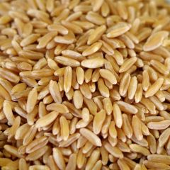 Kamut® Brand khorasan wheat, Case(6) #10 cans