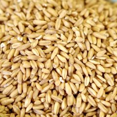 Oat Groats, Case(6) #10 cans