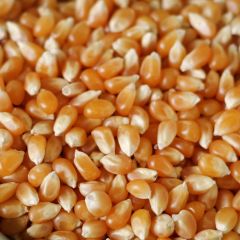 Popcorn, Case(6) #10 cans