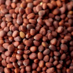 Radish Seed, 1.5 lb. mylar bag