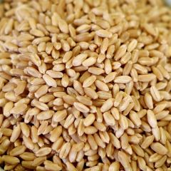 Natural Hard White Wheat, 36 lb. 5 gal SP