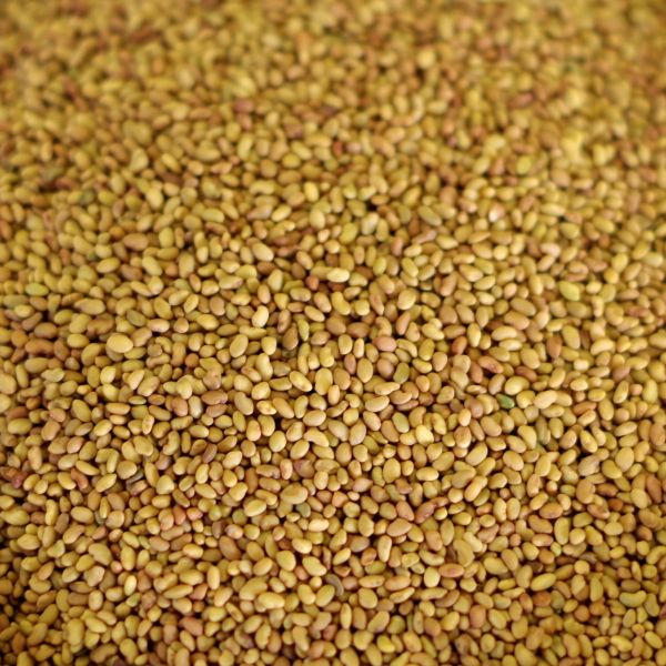 neem seed oil for plants The Harvest Company 32 oz. Organic Cold Pressed Neem Oil Seed Extract