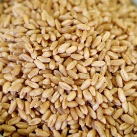Natural Hard white wheat in #10 can