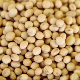 natural soy beans